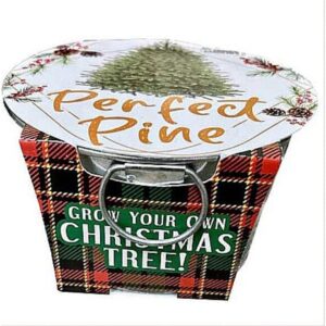 Grow Your Own Christmas Tree