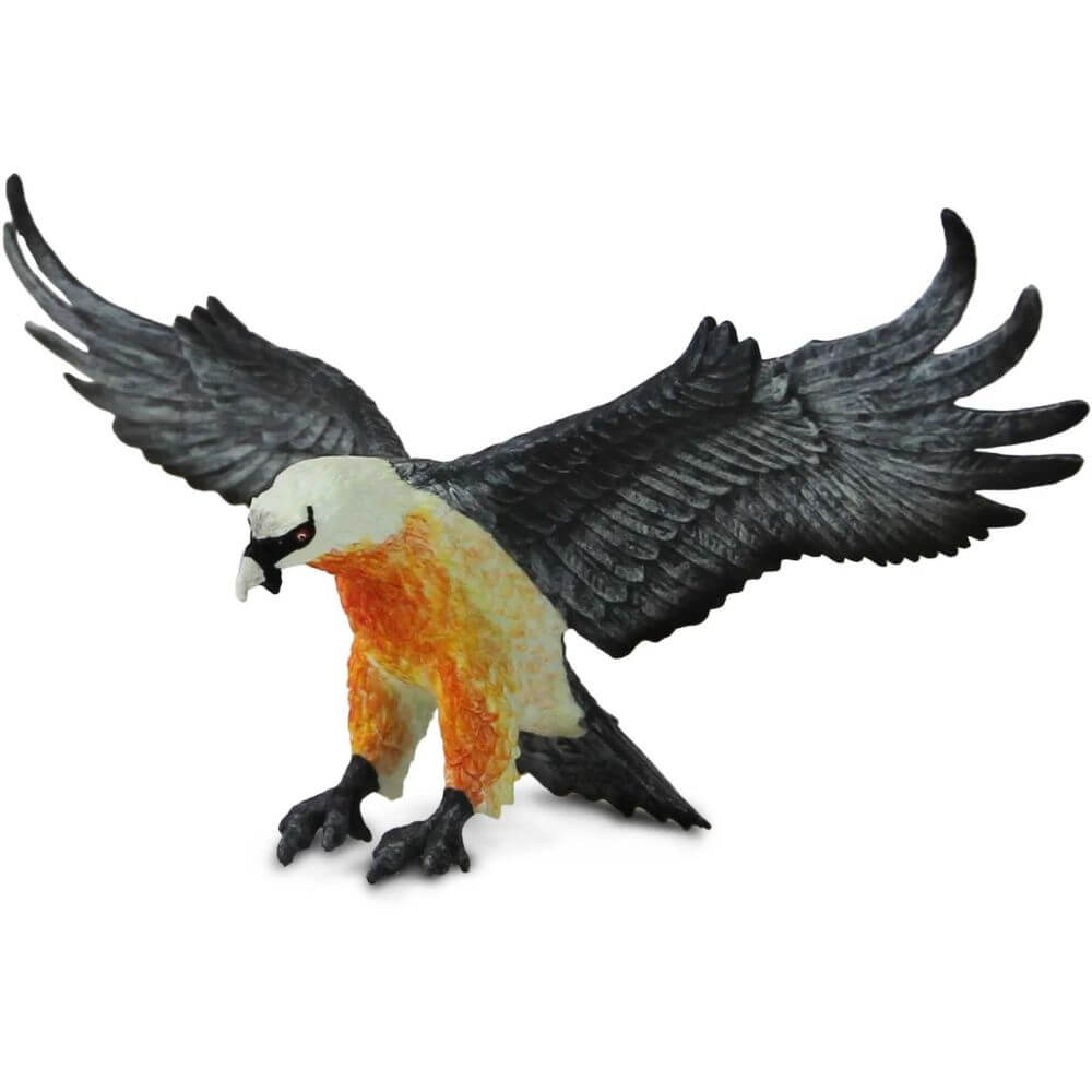 Bearded Vulture