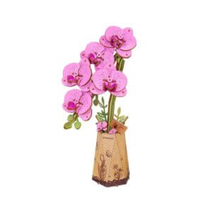 Purple Moth Orchid