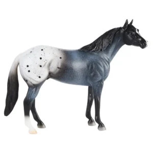 Blue Roan Appaloosa