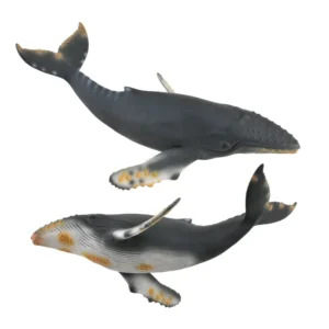 Humpback Whale