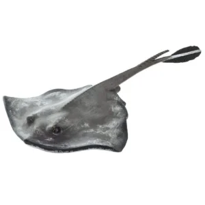 Stingray
