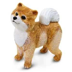Pomeranian Dog